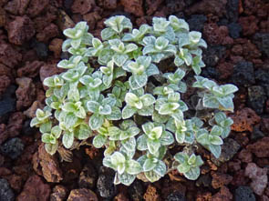 Helichrysum pagophilum